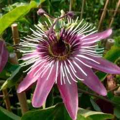 Javoy Plantes Plantes Grimpantes | - Passiflore 'victoria' - passiflora 3l - 60/90cm