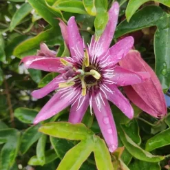 Javoy Plantes Plantes Grimpantes | - Passiflore 'victoria' - passiflora 3l - 60/90cm