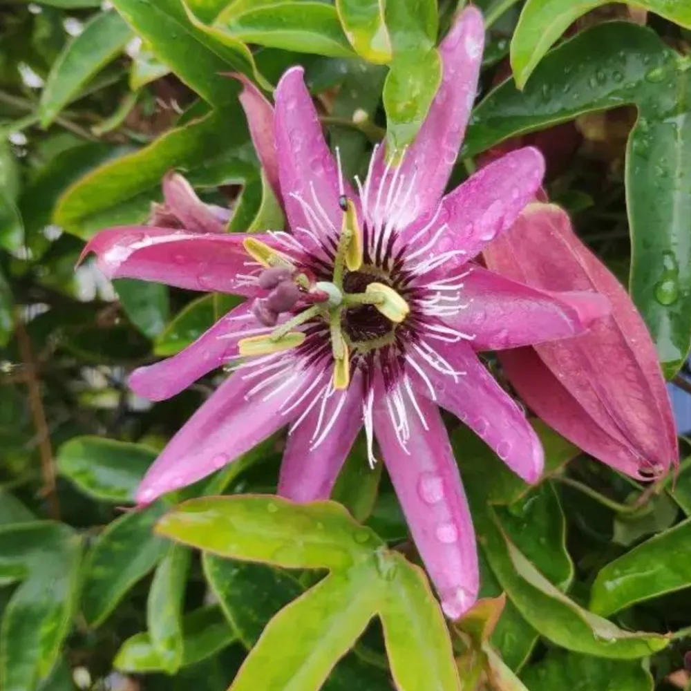 Javoy Plantes Plantes Grimpantes | - Passiflore 'victoria' - passiflora 3l - 60/90cm