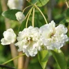 Javoy Plantes - Rosier de banks 'alba plena' - rosa banksiae 3l - 60/90cm Sale