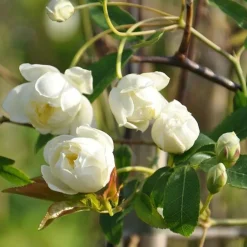 Javoy Plantes - Rosier de banks 'alba plena' - rosa banksiae 3l - 60/90cm Sale