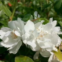Javoy Plantes - Rosier de banks 'alba plena' - rosa banksiae 3l - 60/90cm Sale