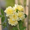 Javoy Plantes - Rosier de banks 'lutea' - rosa banksiae 3l - 60/90cm Discount