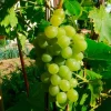 Javoy Plantes Fruitiers Et Agrumes | - Vigne 'ampelia® perdin' vitis vinifera 3l - 60/90cm