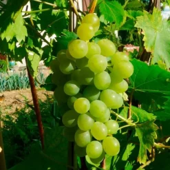 Javoy Plantes Fruitiers Et Agrumes | - Vigne 'ampelia® perdin' vitis vinifera 3l - 60/90cm