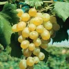 Javoy Plantes Petits Fruits | - Vigne 'dattier de beyrouth' - vitis vinifera 3l - 60/90cm