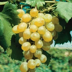 Javoy Plantes Petits Fruits | - Vigne 'dattier de beyrouth' - vitis vinifera 3l - 60/90cm