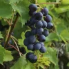 Javoy Plantes Fruitiers Et Agrumes | - Vigne 'muscat bleu' - vitis vinifera 3l - 60/90cm