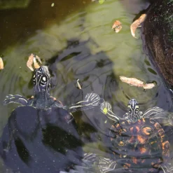 JBL - Crustarus, alimentation pour tortues d’eau : 250ml Clearance