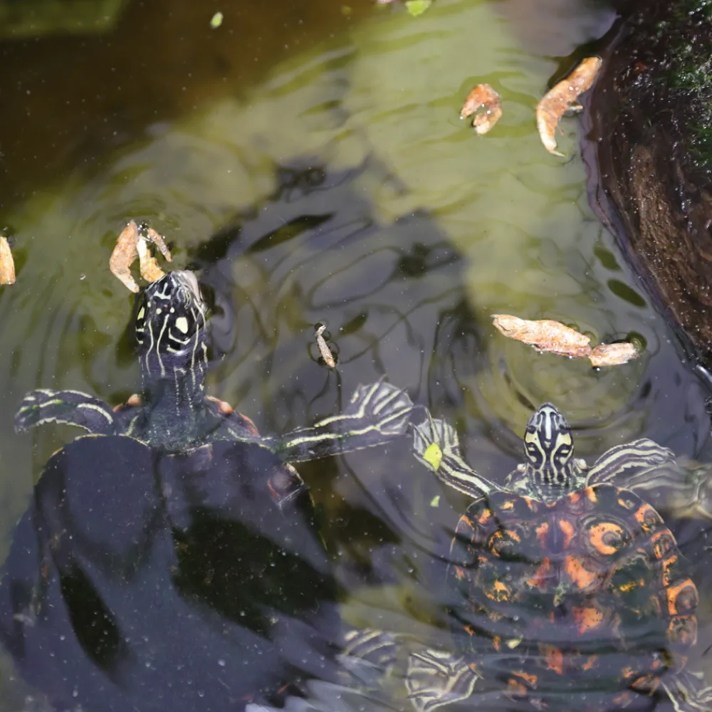 JBL - Crustarus, alimentation pour tortues d’eau : 250ml Clearance