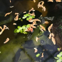 JBL - Crustarus, alimentation pour tortues d’eau : 250ml Clearance
