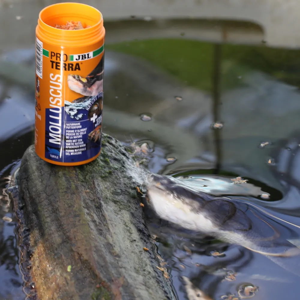 JBL - Molluscus, alimentation pour tortues d’eau : 250ml Best