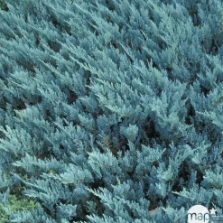 NA Juniperus Blue Chip, Génévrier : pot 3 litres - H. 30/40 cm Best