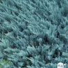 NA Juniperus Blue Chip, Génévrier : pot 5 litres - H. 50/60 cm Sale