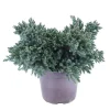 NA Conifères | Juniperus Blue star : H 25/30 cm : ctr 4 litres