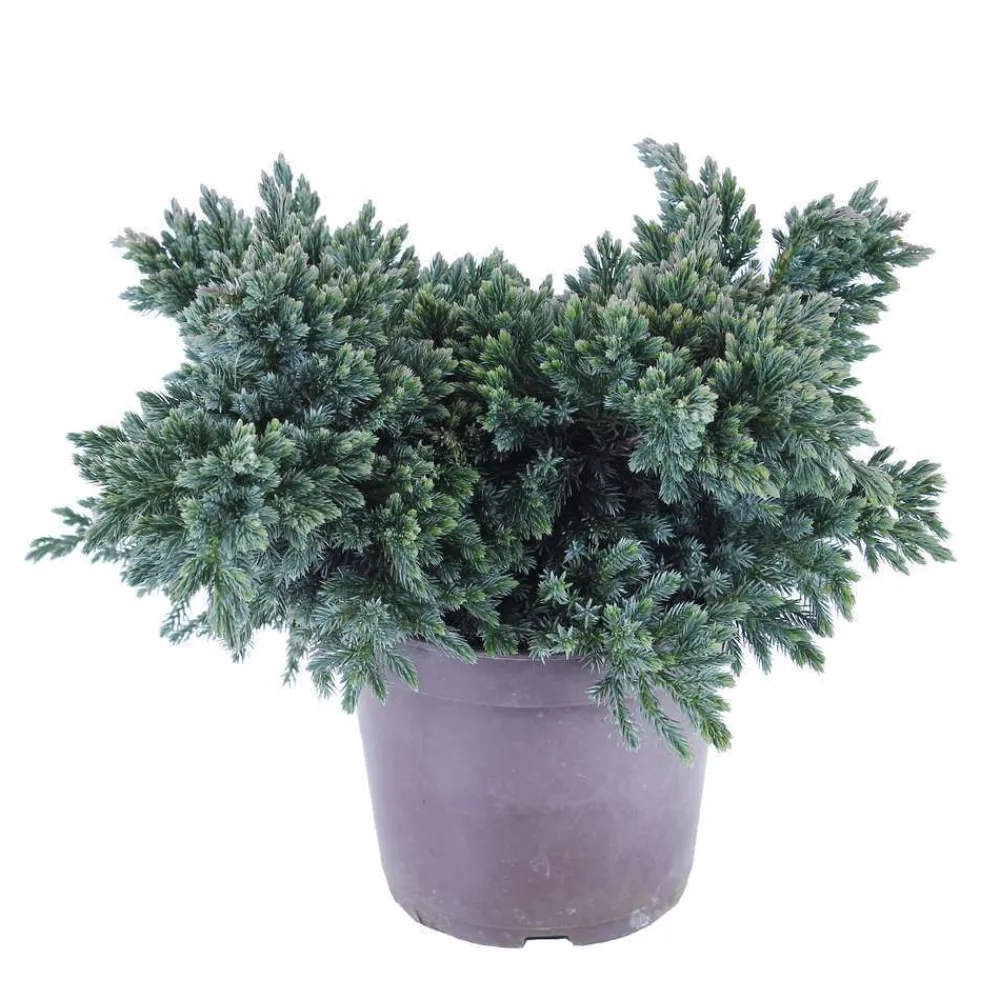 NA Conifères | Juniperus Blue star : H 25/30 cm : ctr 4 litres