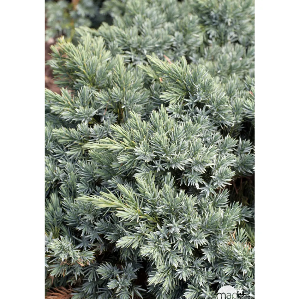 NA Conifères | Juniperus Blue star : H 25/30 cm : ctr 4 litres