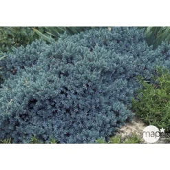 NA Conifères | Juniperus Blue star : H 25/30 cm : ctr 4 litres