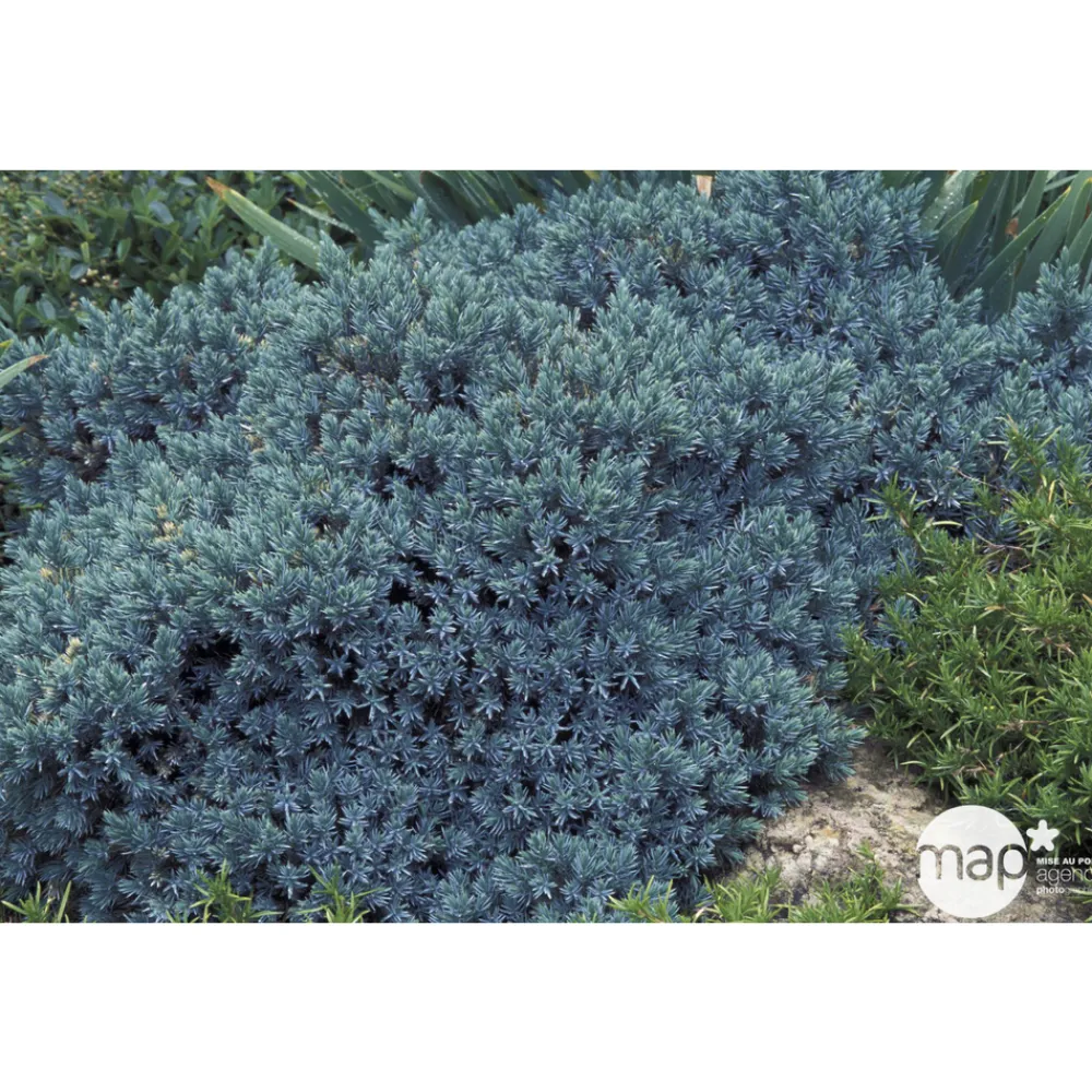 NA Conifères | Juniperus Blue star : H 25/30 cm : ctr 4 litres