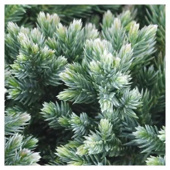 NA Conifères | Juniperus Blue star : H 25/30 cm : ctr 4 litres