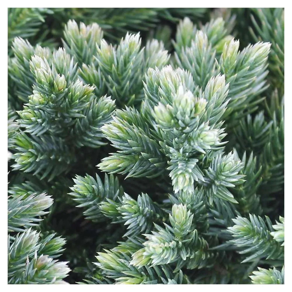 NA Conifères | Juniperus Blue star : H 25/30 cm : ctr 4 litres