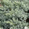 NA Juniperus blue star H.25/30cm : Pot 5L Outlet