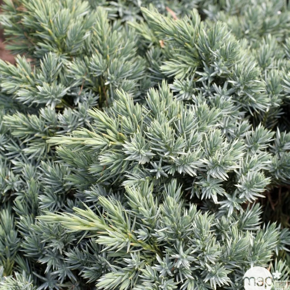 NA Juniperus blue star H.25/30cm : Pot 5L Outlet