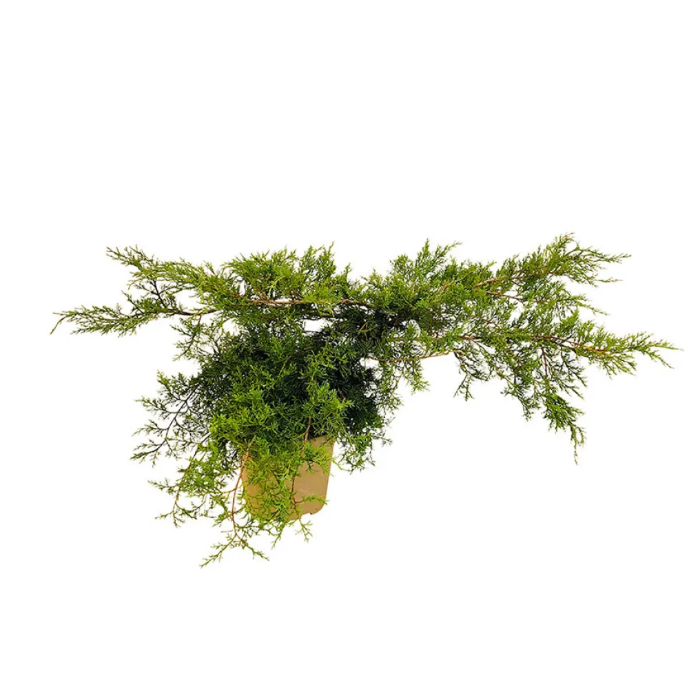 NA Juniperus - Pot 4L Best