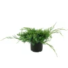 NA Juniperus squamosa 'Blue carpet' : H.30/40cm 3L Online