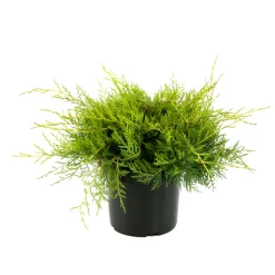 NA Conifères | Juniperus x media old gold: H.30/40cm 3L
