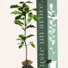 Juste Un Arbre. Arbres Et Arbustes | - Chêne pédonculé | offrez un arbre pour célébrer les grands moments de vie (naissance, mariage). Un cadeau unique.