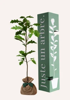 Juste Un Arbre. Arbres Et Arbustes | - Chêne pédonculé | offrez un arbre pour célébrer les grands moments de vie (naissance, mariage). Un cadeau unique.