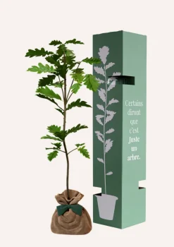 Juste Un Arbre. Arbres Et Arbustes | - Chêne pédonculé | offrez un arbre pour célébrer les grands moments de vie (naissance, mariage). Un cadeau unique.