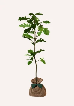 Juste Un Arbre. Arbres Et Arbustes | - Chêne pédonculé | offrez un arbre pour célébrer les grands moments de vie (naissance, mariage). Un cadeau unique.