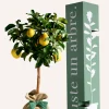 Juste Un Arbre. - Citronnier des 4 saisons |idée cadeau : naissance, mariage, anniversaire - à planter en intérieur ou extérieur. Outlet