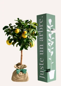 Juste Un Arbre. - Citronnier des 4 saisons |idée cadeau : naissance, mariage, anniversaire - à planter en intérieur ou extérieur. Outlet