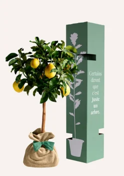 Juste Un Arbre. - Citronnier des 4 saisons |idée cadeau : naissance, mariage, anniversaire - à planter en intérieur ou extérieur. Outlet