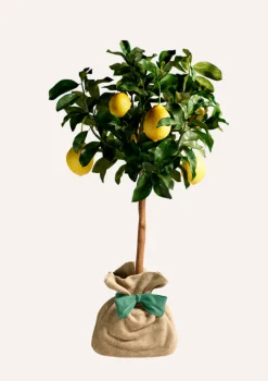 Juste Un Arbre. - Citronnier des 4 saisons |idée cadeau : naissance, mariage, anniversaire - à planter en intérieur ou extérieur. Outlet