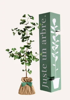 Juste Un Arbre. - Ginkgo biloba "arbre aux quarante écus" | idée cadeau naissance, mariage, anniversaire - à planter en intérieur ou extérieur. Clearance