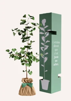 Juste Un Arbre. - Ginkgo biloba "arbre aux quarante écus" | idée cadeau naissance, mariage, anniversaire - à planter en intérieur ou extérieur. Clearance