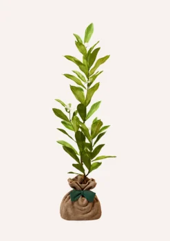 Juste Un Arbre. - Magnolia etoilé | cadeau idéal : naissance, crémaillère, mariage, anniversaire, baptême
