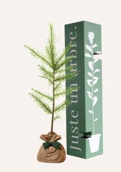 Juste Un Arbre. Conifères | - Melèze d'europe | offrez un arbre pour célébrer les grands moments de vie (naissance, mariage). Un cadeau unique.