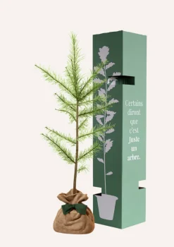 Juste Un Arbre. Conifères | - Melèze d'europe | offrez un arbre pour célébrer les grands moments de vie (naissance, mariage). Un cadeau unique.