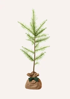 Juste Un Arbre. Conifères | - Melèze d'europe | offrez un arbre pour célébrer les grands moments de vie (naissance, mariage). Un cadeau unique.