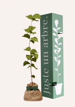 Juste Un Arbre. Fruitiers Et Agrumes | - Noisetier | offrez un arbre pour célébrer les grands moments de vie (naissance, mariage). Un cadeau unique.