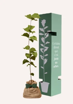 Juste Un Arbre. Fruitiers Et Agrumes | - Noisetier | offrez un arbre pour célébrer les grands moments de vie (naissance, mariage). Un cadeau unique.