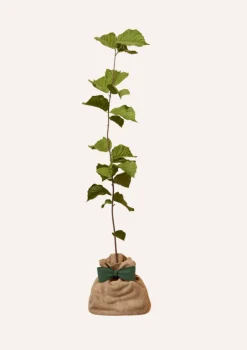 Juste Un Arbre. Fruitiers Et Agrumes | - Noisetier | offrez un arbre pour célébrer les grands moments de vie (naissance, mariage). Un cadeau unique.