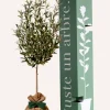 Juste Un Arbre. - Olivier | idée cadeau : naissance, mariage, anniversaire - à planter en intérieur ou extérieur. Clearance