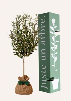 Juste Un Arbre. - Olivier | idée cadeau : naissance, mariage, anniversaire - à planter en intérieur ou extérieur. Clearance