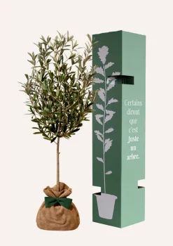 Juste Un Arbre. - Olivier | idée cadeau : naissance, mariage, anniversaire - à planter en intérieur ou extérieur. Clearance